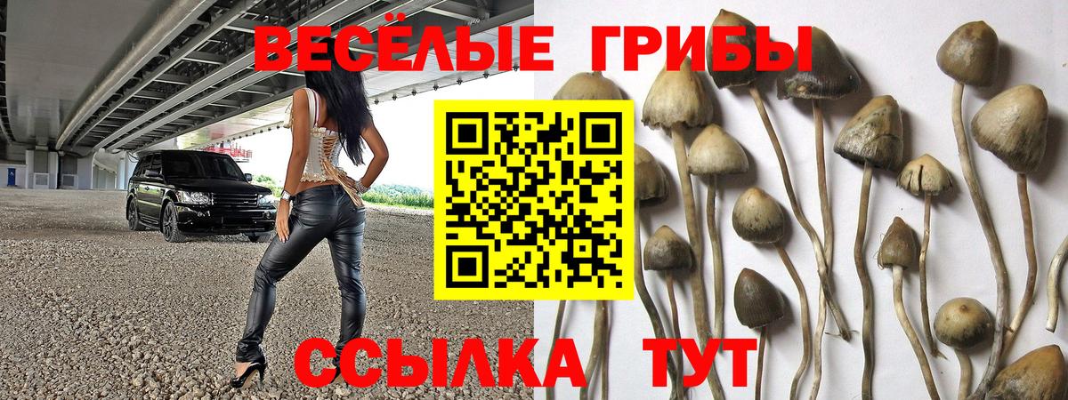 Псилоцибиновые грибы Psilocybine cubensis Зеленодольск